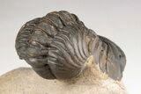 1.5" Detailed Reedops Trilobite - Atchana, Morocco - #204162-4